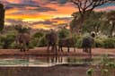 Shared Afternoon Safari at Kruger National Park