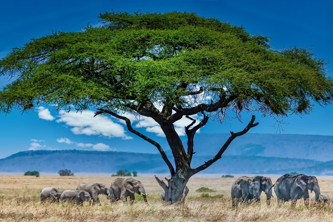 Full Day Shared Safari at Kruger National Park media 1