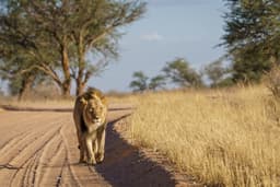 Shared Half Day Tour to Ukutula Lion Park