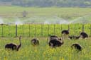 Congo Cave & Ostrich Farm Tour