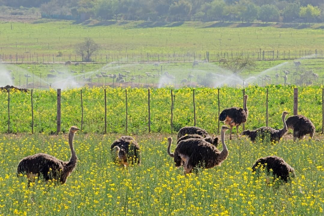Congo Cave & Ostrich Farm Tour media 1