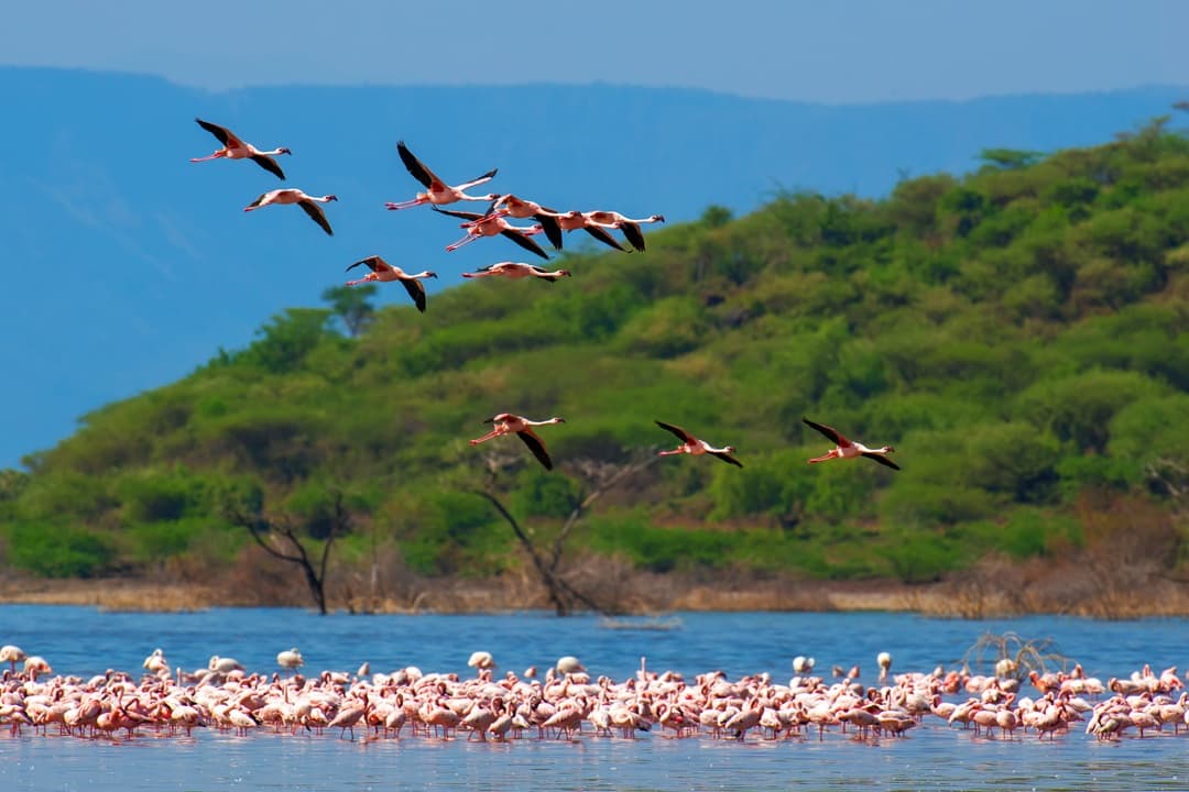 Kenya Safari & Flamingo Trails