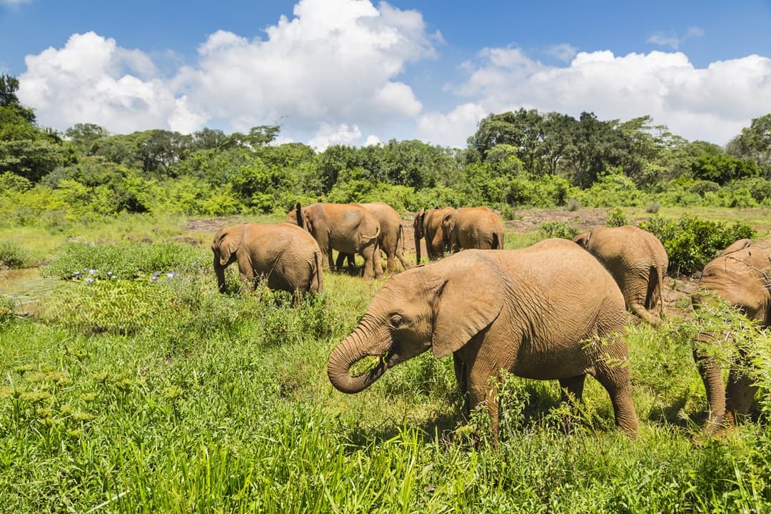 Kenya Safari and Animal Encounters