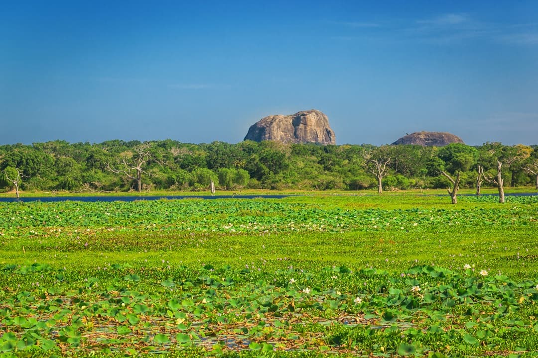 Essence of Sri Lanka
