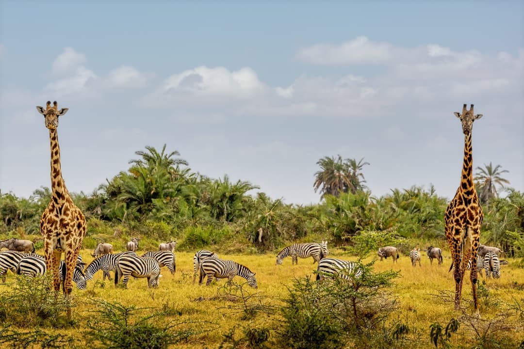 Big Five Safari