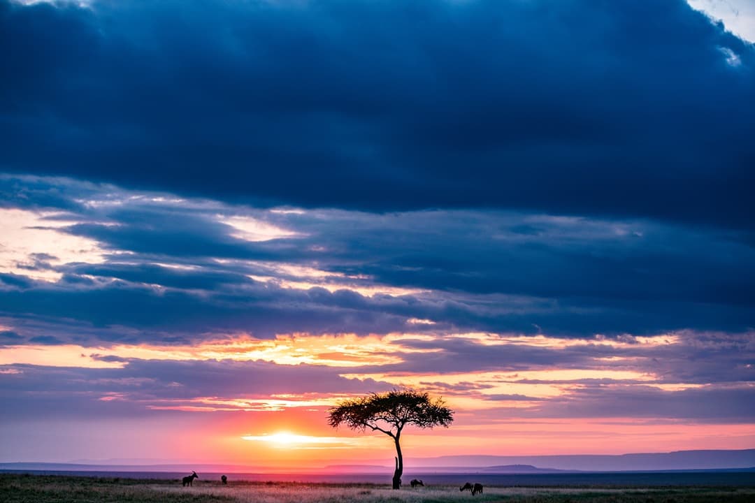Tanzania Wildlife Wonders
