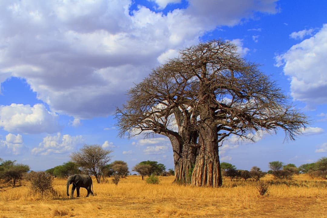 Tanzania Highlights
