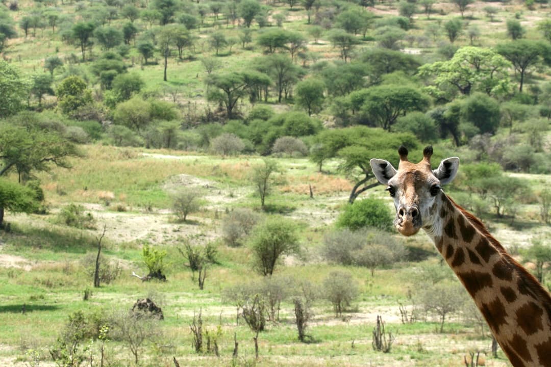 Tanzania Safari Bliss