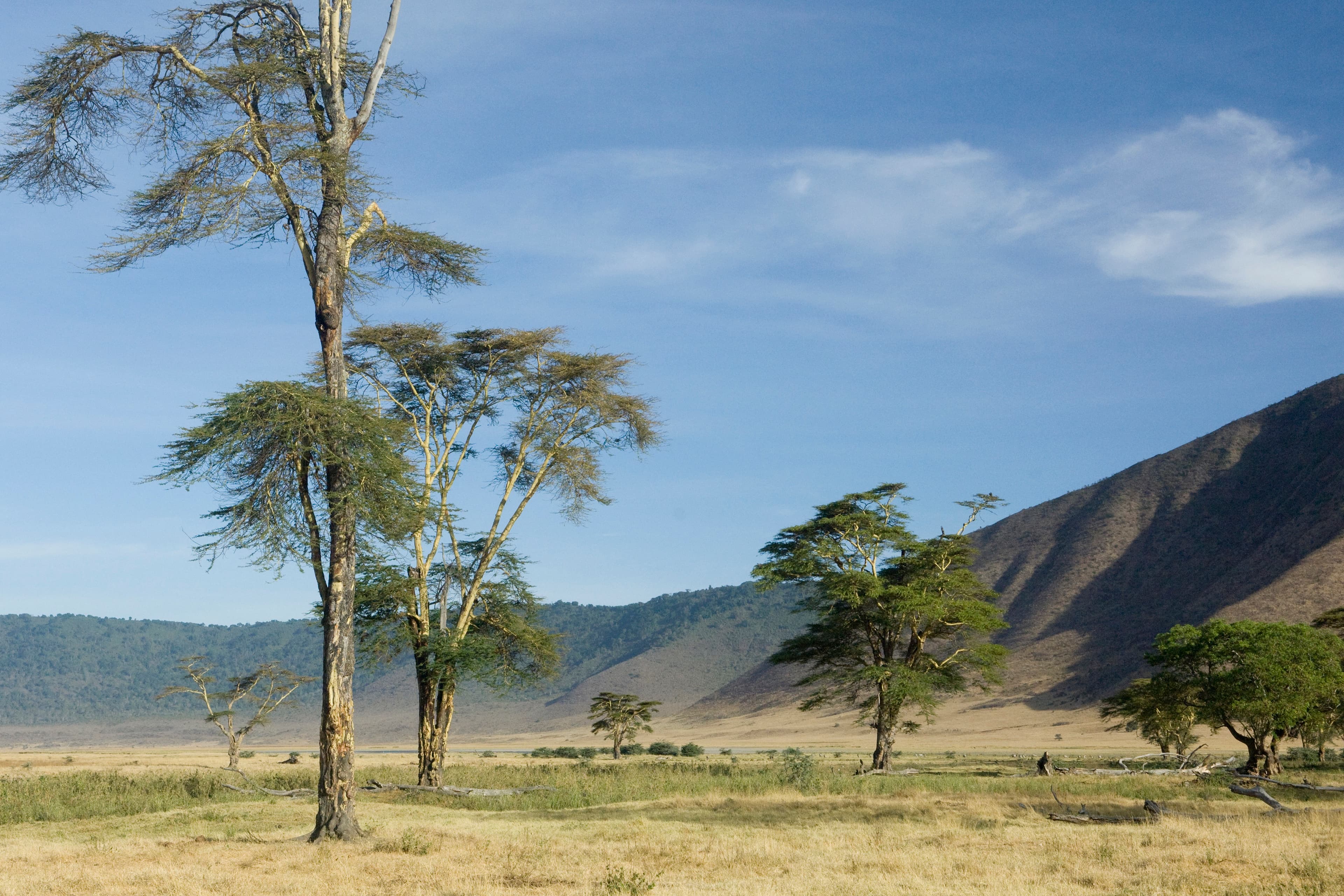 Tanzanian Escape