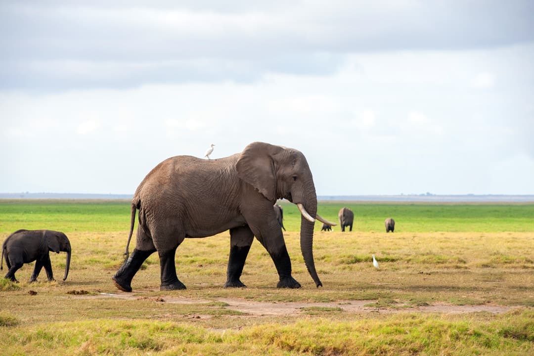 Ultimate Kenya Nature Safari