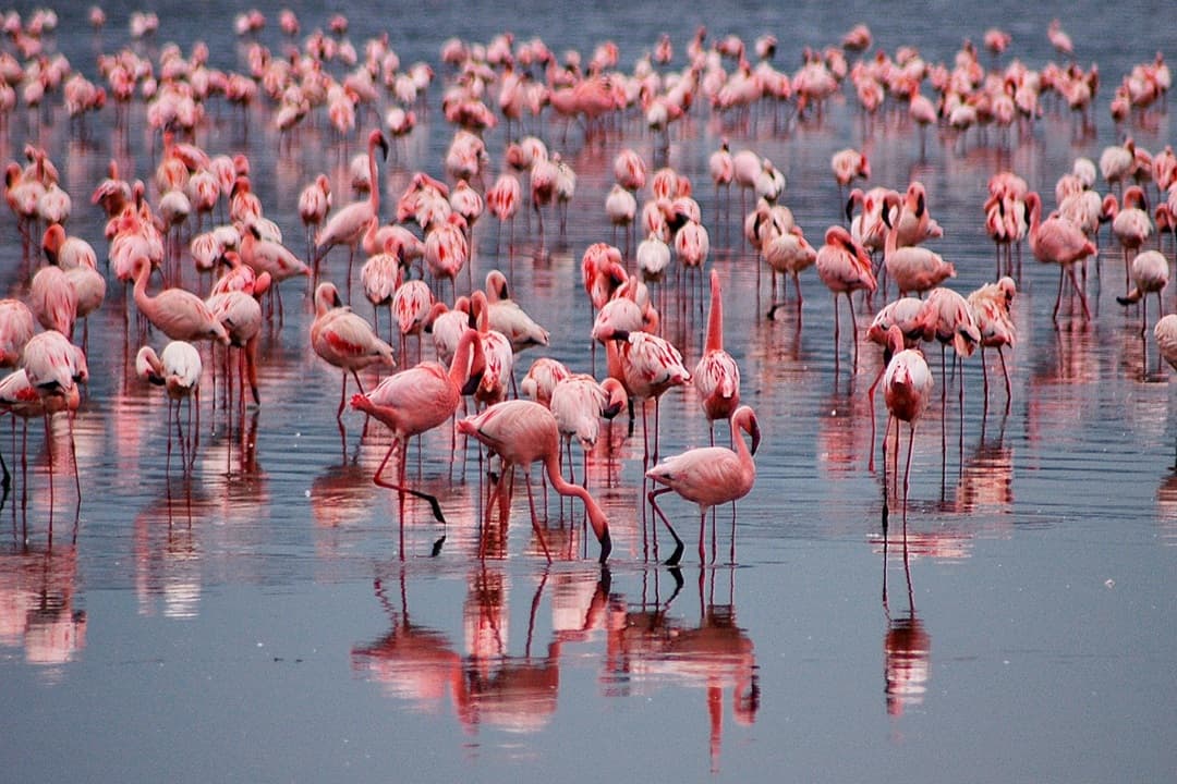 Classic Kenya Nature Safari