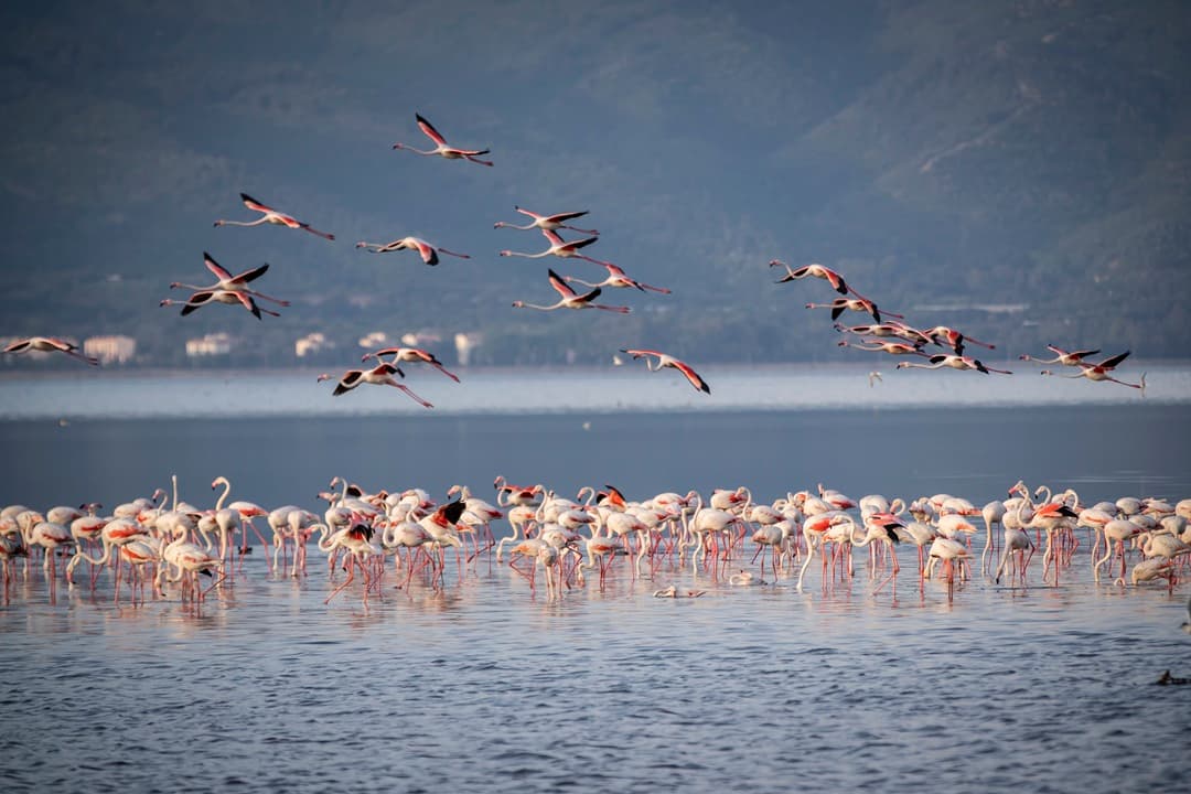 Kenya Safari and Flamingo Trail