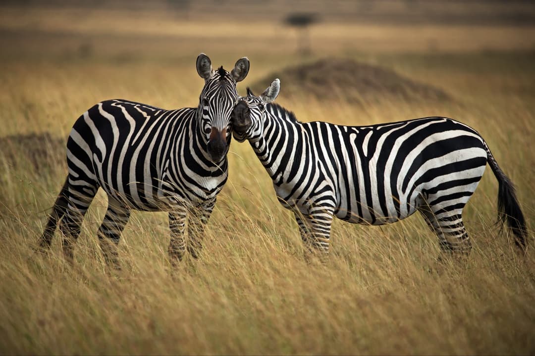 Kenya Lakes & Safari Escape