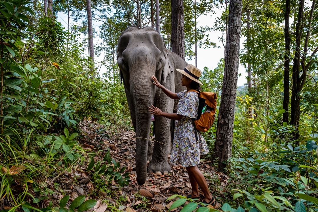 Elephant Jungle Sanctuary Exploration media 1