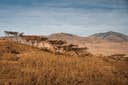 Ngorongoro Crater Half day game drive