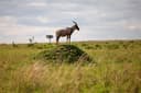 Masai Mara Half Day Game Drive