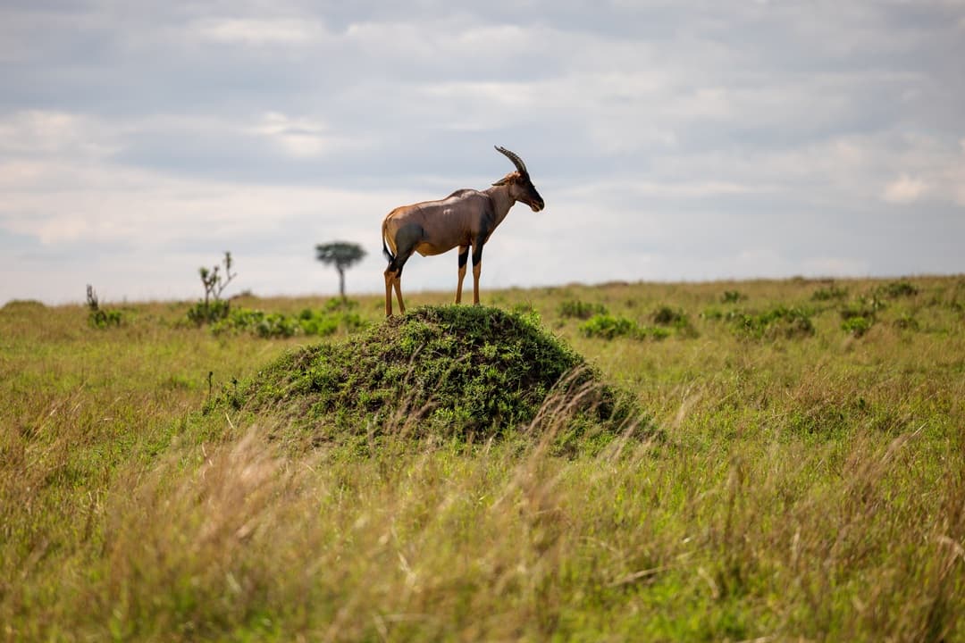 Masai Mara Half Day Game Drive media 1