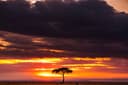 Masai Mara Full Day Game Drive