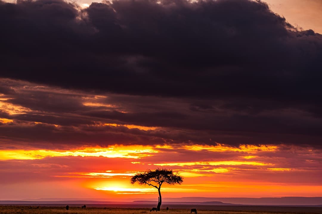 Masai Mara Full Day Game Drive media 1