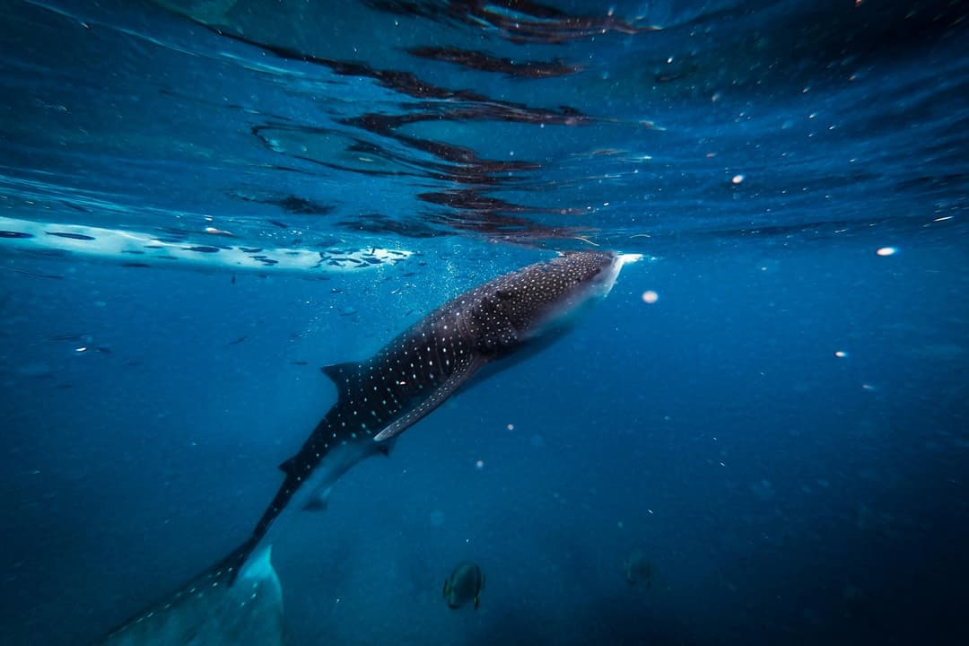 Oslob Whaleshark & Tumalog Falls Tour media 1