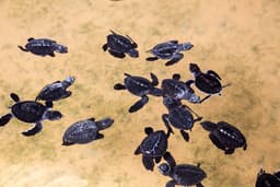 Coastal Adventures of Madhu River and Turtle Hatchery