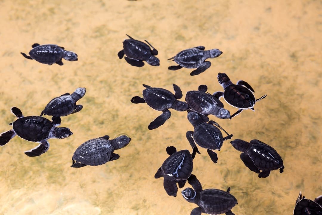 Coastal Adventures of Madhu River and Turtle Hatchery media 1
