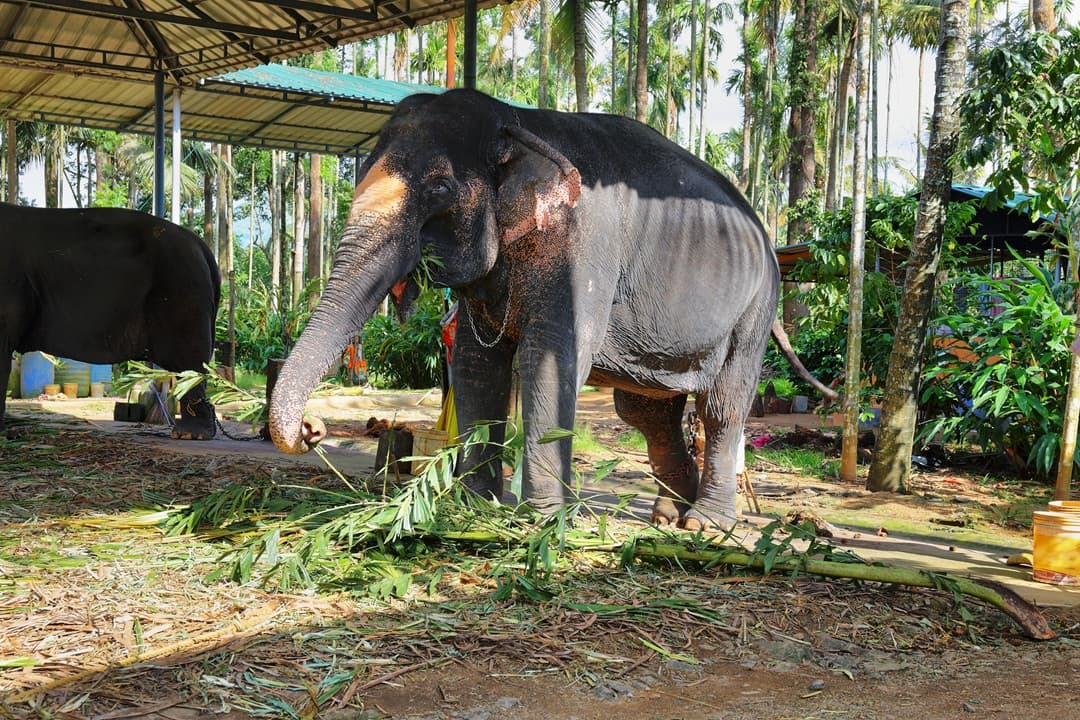 Millennium Elephant Foundation Visit media 1