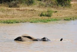 Explore Udawalawa Wildlife Safari