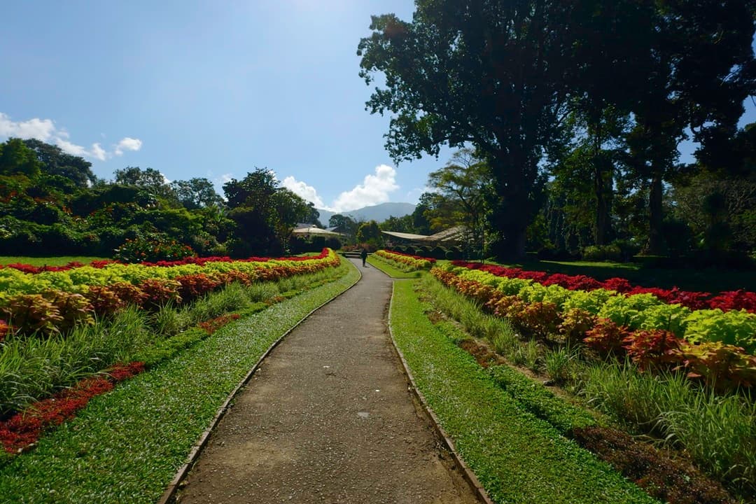 Kandy Botanical Tour media 1