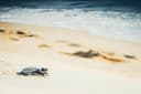 Rekawa Turtle Nesting
