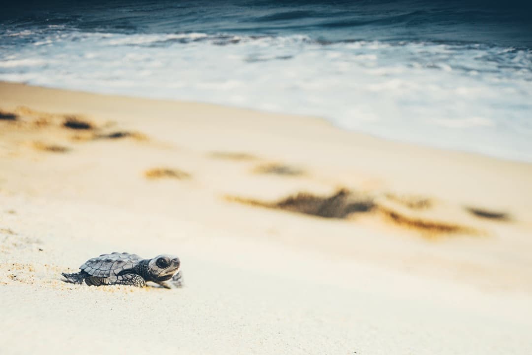 Rekawa Turtle Nesting media 1