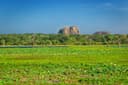 Yala Wildlife Safari