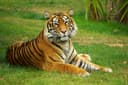 Tiger Park Tour