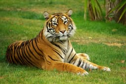 Tiger Park Tour