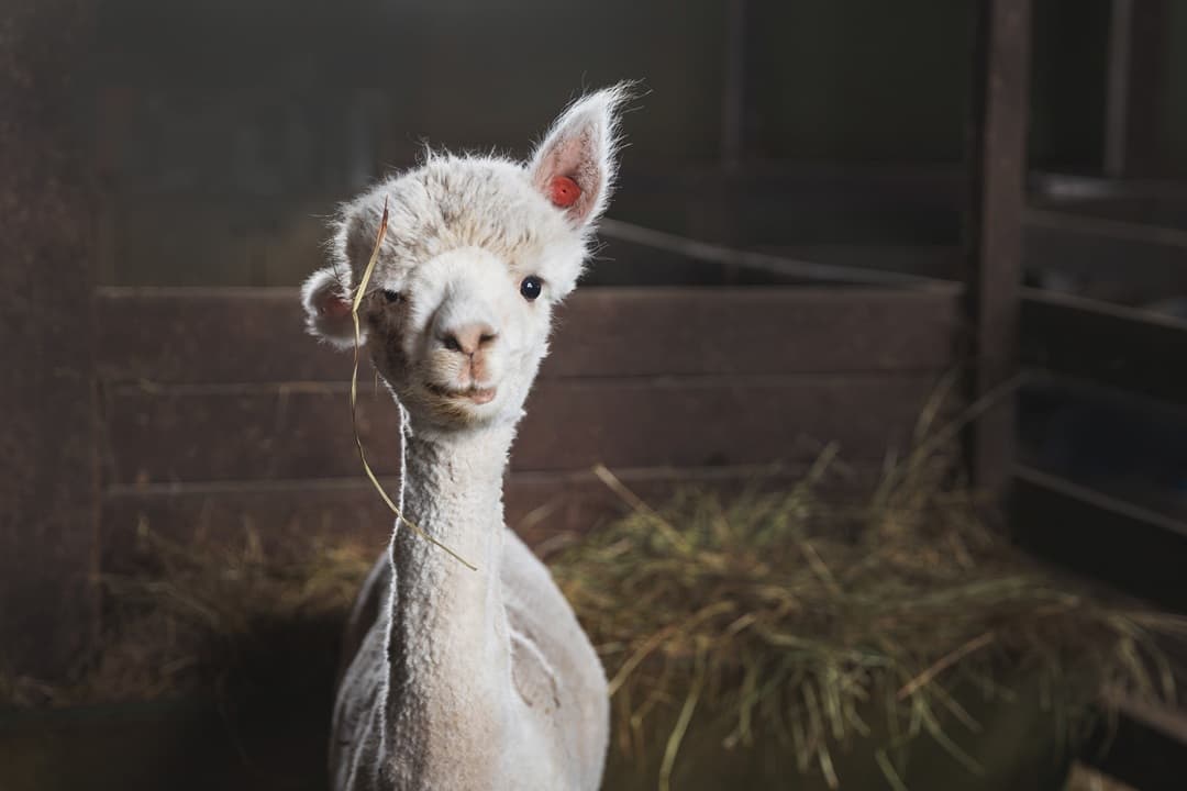Alpaca, Gebele & Tufandang Tour media 1