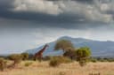 Tarangire Full Day Game Drive