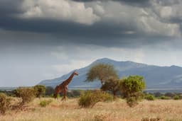 Tarangire Full Day Game Drive