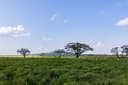 Central Serengeti Half Day Game drive