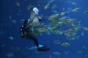 Scuba Diving in Sharm El Sheikh