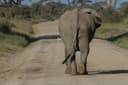 Full Day Game Drive Amboseli