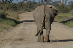 Full Day Game Drive Amboseli