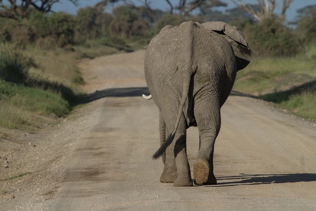 Full Day Game Drive Amboseli media 1