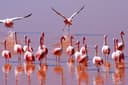 Masai Mara to Nairobi via Flamingo Watching at Lake Elementaita