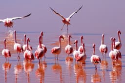 Masai Mara to Nairobi via Flamingo Watching at Lake Elementaita