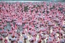 Naivasha to Masai Mara Via Flamingo Watching at Lake Nakuru