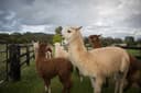 Tour to Alpaca Farm