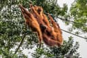 Singapore Zoo Tour
