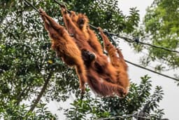 Singapore Zoo Tour