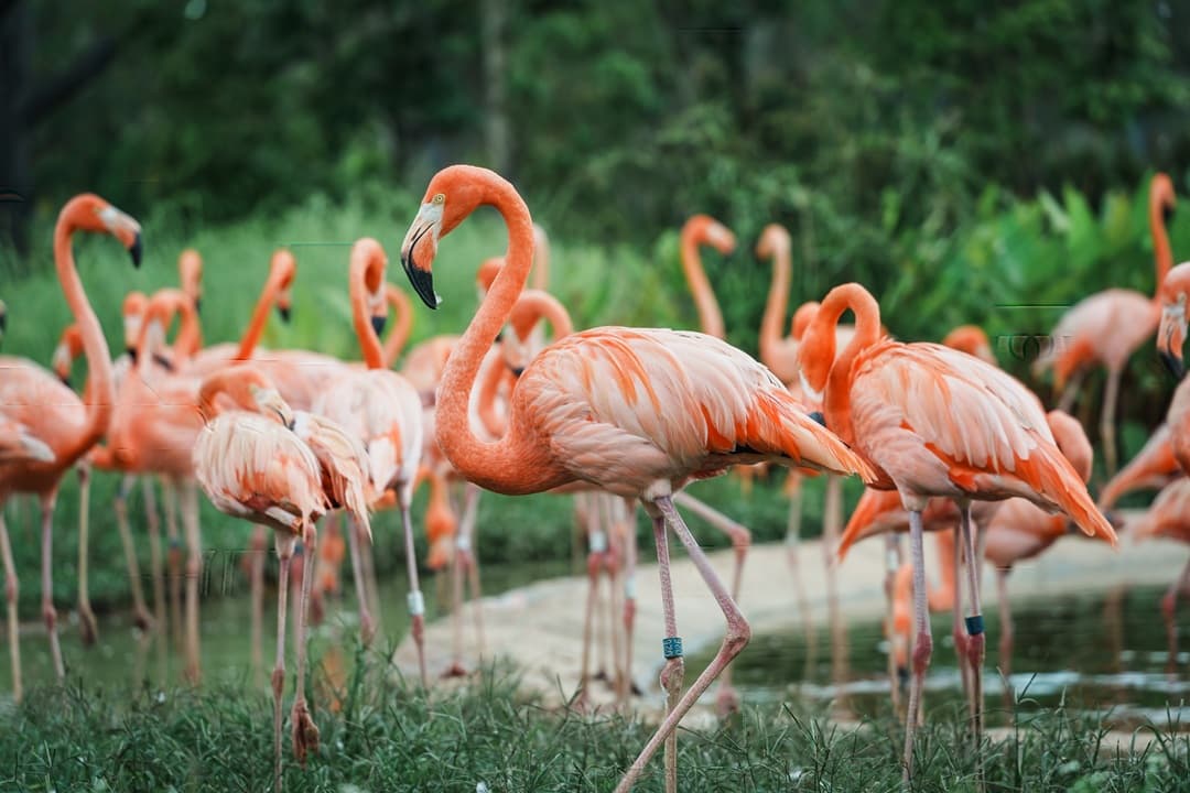 Explore Bird Paradise media 1