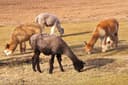 Alpaca, Gebele & Tufandang Tour